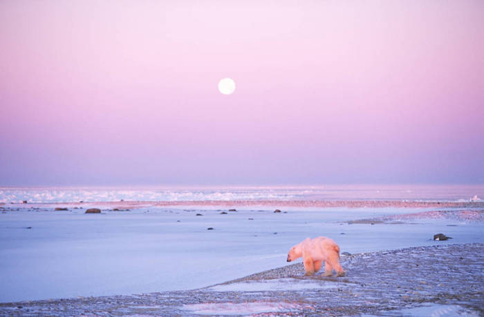 Canada Polar bear