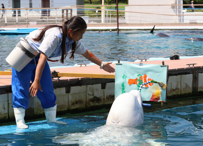 Hakkeijima Sea Paradise Art Fall Event September 9, 2017, Yokohama, Japan   A Beluga paints a picture of an aquarium with a special paintbrush at the Hakkeijima Sea Paradise aquarium in Yokohama, suburban Tokyo on Saturday, September 9, 2017. The aquarium started to show Beluga s art event through the end of next month.    Photo by Yoshio Tsunoda AFLO  LwX  ytd 
