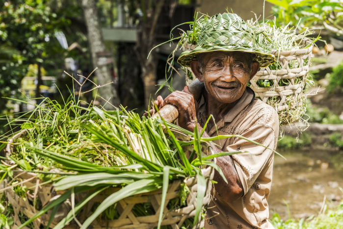 Portrait of a farmer in Tegallalang rice terraces near to Ubud; Tegallalang, Bali Island, Indonesia