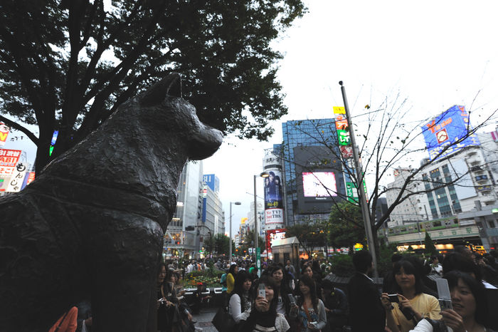 Hachiko : Hachiko statue in front of Shibuya station in Tokyo, Japan.
