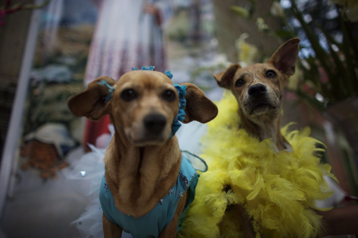 Dogs wear dresses during the Blessing of the Animals celebrationin Oaxaca, Mexico, August 31, 2008. the day of Saint RamonNonato every Aug. 31st in which a priest blesses pets and farm animalswith holy water to protect them from evil and illness. Chico Sanchez (Photo by Aurora Photos/AFLO) [2980].