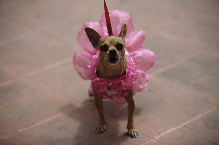A chihuahua dressed in a pink dress attends the Blessing of theAnimals celebration in Oaxaca, Mexico, August 31, 2008. church celebrates the day of Saint RamonNonato every Aug. 31st in which a priest blesses pets and farm animalswith holy water to protect them from evil and illness. illness. Photo/Chico Sanchez (Photo by Aurora Photos/AFLO) [2980].