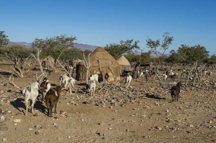 Himba gral, compound, bear Sesriem, Kakovelt, Namibia Himba gral  compound , near Sesriem, Kakovelt, Namibia, Africa, Photo by Michael Runkel