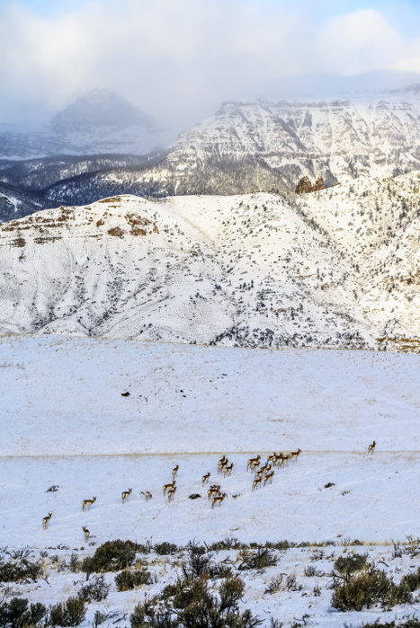 Herd of Pronghorn Antelope (Antilocapra americana) crossing snow-covered meadow with rugged moountains in background, Shoshone National Forest; Wyoming, United States of America