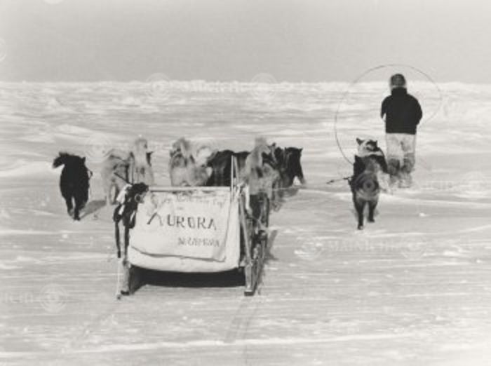 Inuzori Solo Journey Arrival at the North Pole  May 1978  Naoki Uemura, solo dog sledding trip to the North Pole Mr. Uemura sleds his dog toward the North Pole in April 1978.