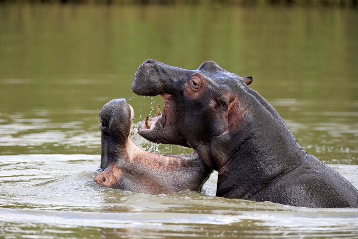Flusspferd Hippopotamus,  Hippopatamus amphibius , two adults in water fighting, Saint Lucia Estuary, Isimangaliso Wetland Park, Kwazulu Natal, South Africa, Africa