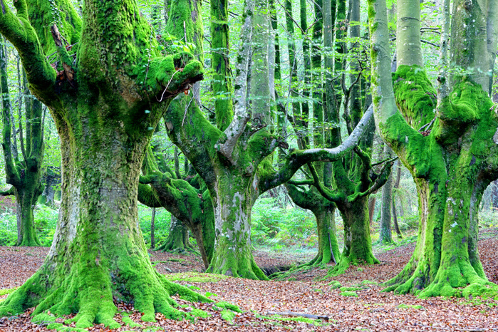Spain, Gorbea Natural Park, Beech forest