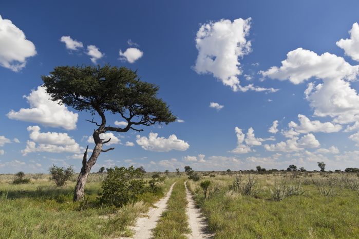Africa, Botswana, View of central kalahari game reserve with track