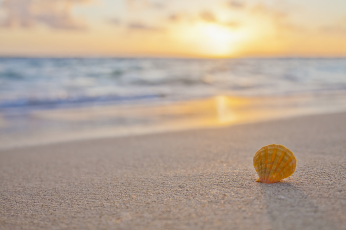 Hawaii A rare yellow orange Hawaiian Sunrise Scallop Seashell, also known as Pecten Langfordi, in the sand at the beach at sunrise  Honolulu, Oahu, Hawaii, United States of America