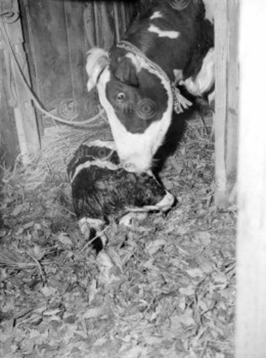 Dairy farming community in Kanagawa Prefecture Dairy cows give birth, (Photo by Mainichi Newspaper/AFLO) [2400].