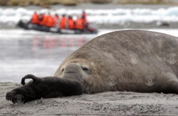 Patagonia, South America Blue glaciers Elephant seals and their offspring enjoy sunbathing 