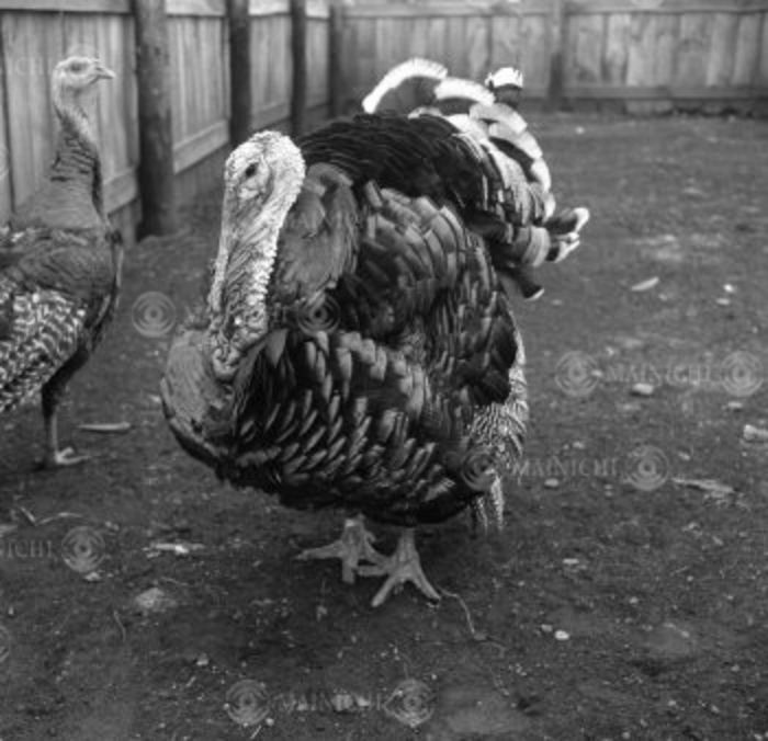 Super heavyweight turkey Broad-breasted male imported from the U.S., (Photo by Mainichi Newspaper/AFLO) [2400].