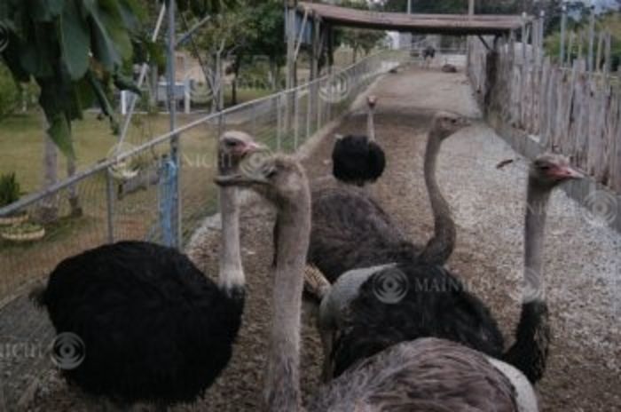 Ostrich Meat: A High-Profile Subject: Inquiry after inquiry to ranches, (Photo by Mainichi Newspaper/AFLO) [2400].