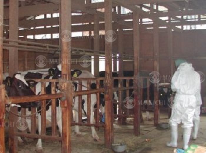 Prefectural Animal Health and Sanitation Center officials enter a cattle barn in Isehara City, Kanagawa Prefecture, to investigate BSE infection in cattle (Photo by Mainichi Newspaper/AFLO) [2400].