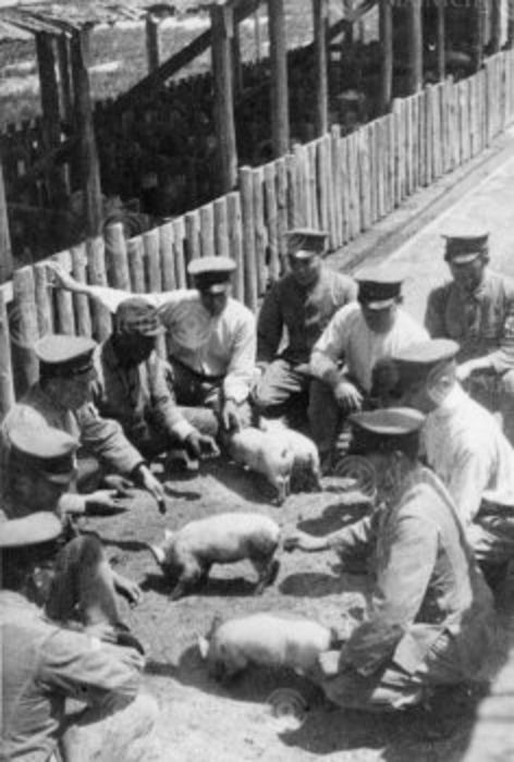 Life in Wartime  May 9, 1944  Wounded and sick soldiers during the war: A wounded soldier plays with a piglet being raised in front of the piggery of the temporary Nagoya No. 2 Army Hospital,  Photo by Mainichi Newspaper AFLO   2400 .