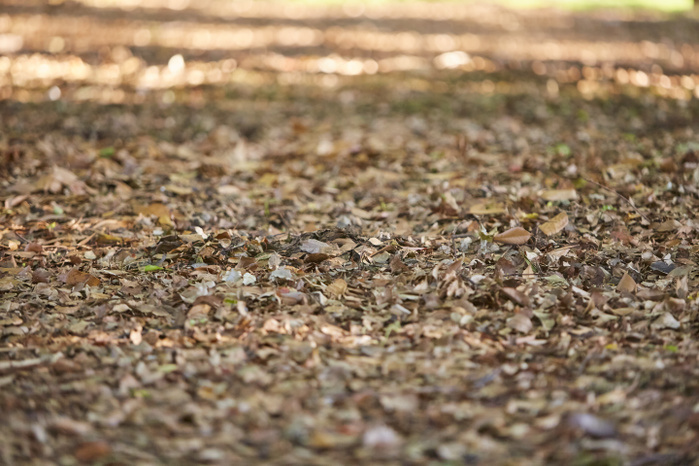 Ground covered with fallen leaves