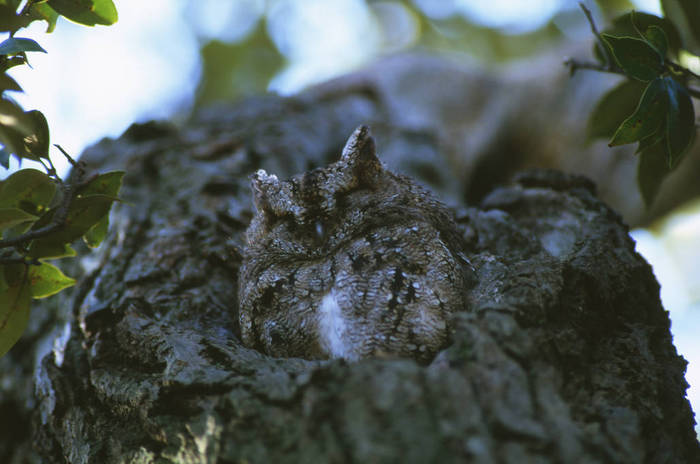 collared scops owl (Otus bakkamoena)