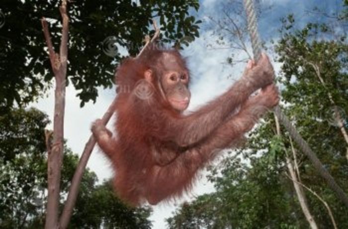 Orangutan, 