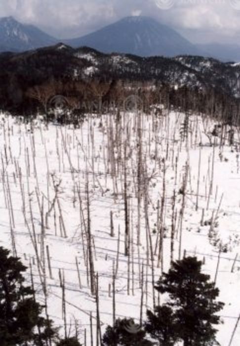 Young trees standing dead due to acid rain. In Nikko National Park. Aerial view, (Photo by Mainichi Newspaper/AFLO) [2400].