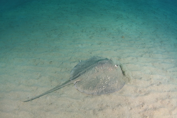 Round Ribbontail Ray, Blotched Fantail Ray (Taeniura meyeni) on sandy bottom, Abu Dabab, Red Sea, Egypt, Africa