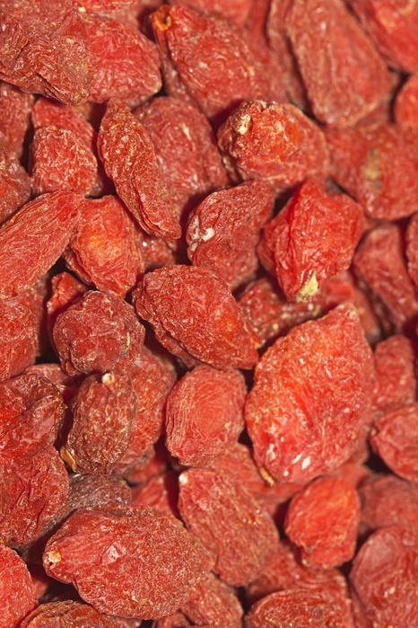 Wolfberries or Goji Berries (Lycium barbarum), part of Chinese cuisine and traditional Chinese medicine