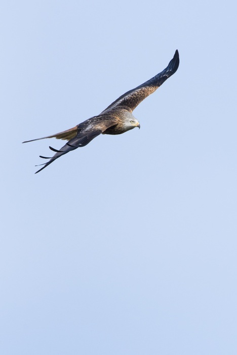 Red Kite (Milvus milvus) in flight, Scottish Highlands, Scotland, United Kingdom, Europe