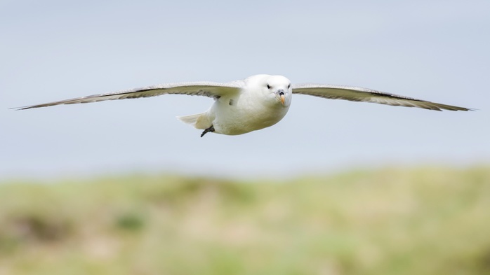 Northern fulmar (Fulmarus glacialis) in flight, Isle of Staffa, Inner Hebrides, Scotland, United Kingdom, Europe