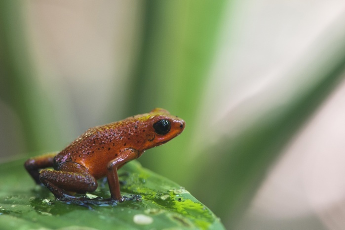 Strawberry poison-dart frog (Oophaga pumilio) sitting on leaf, Tortuguero National Park, Costa Rica, Central America