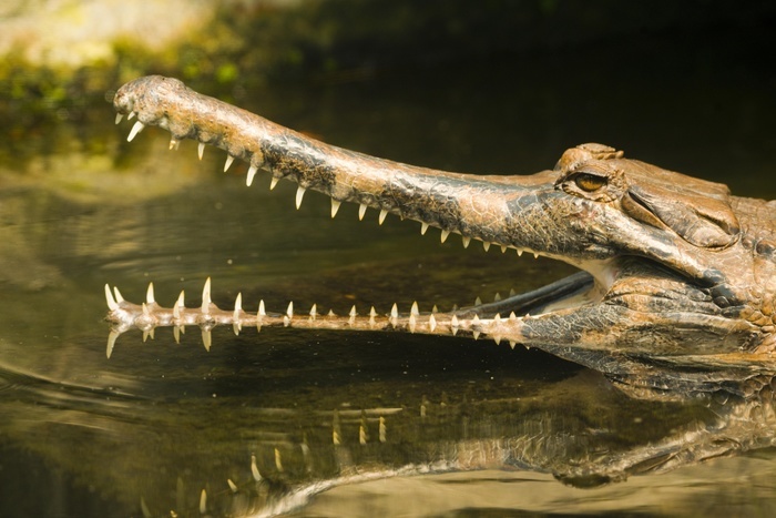 False gharial (Tomistoma schlegelii) with its mouth open, in the water, portrait, captive