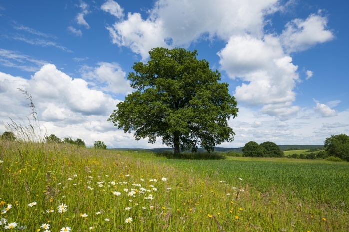 English oak (Quercus robur), solitary tree, Bavaria, Germany, Europe