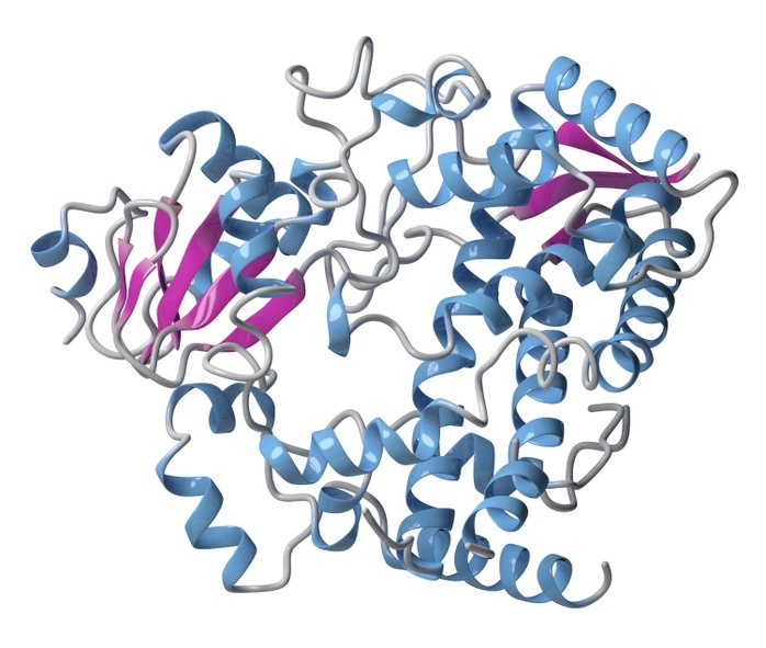 CYP2D6 liver enzyme molecule Cytochrome P450  CYP3A4  liver enzyme in complex with the antibiotic erythromycin.