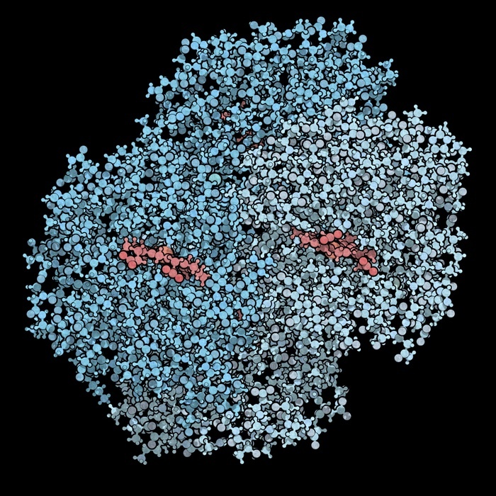 Haemoglobin protein molecule Haemoglobin  human, Hb  protein. Iron containing oxygen transport protein found in red blood cells. Ball and stick model. Protein chains coloured in shades of blue, haem red.