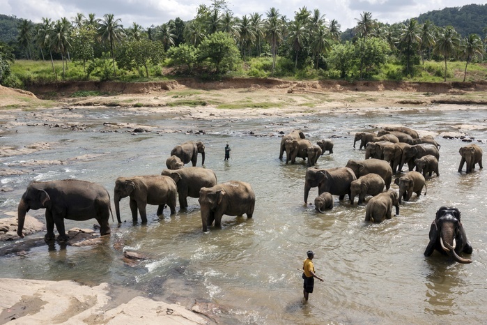 Asian or Asiatic elephants (Elephas maximus), herd bathing in Maha Oya River, keepers or mahouts nearby, Pinnawala Elephants Orphanage, Pinnawala, Central Province, Sri Lanka, Asia