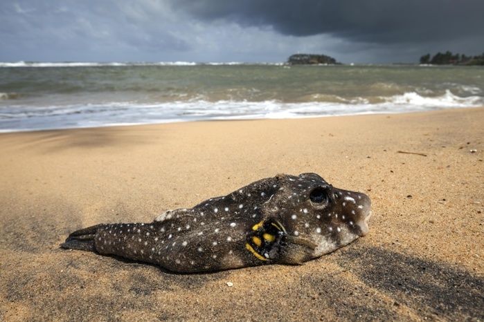 Dead pufferfish (Tetraodontidae) lying on sandy beach, Beruwela, Western Province, Sri Lanka, Asia