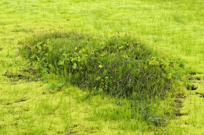 Willow moss (Fontinalis antipyretica), Sulur, Akureyri, Iceland, Europe