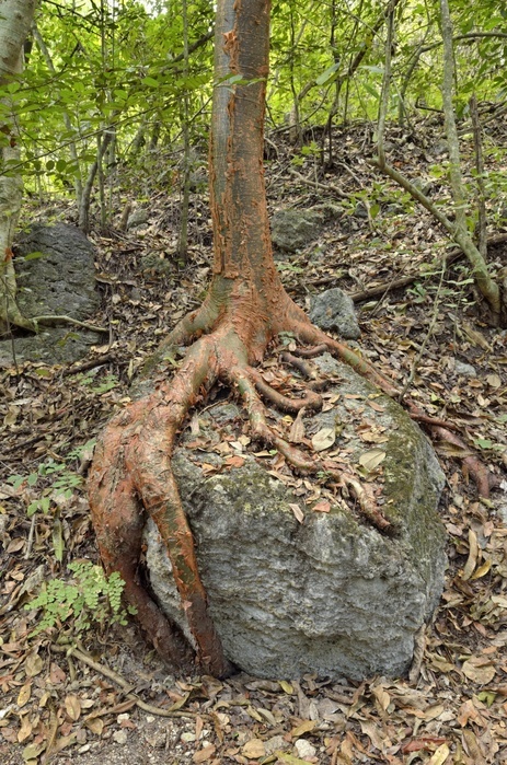 Chaca (Bursera simaruba) roots growing around rock, Arroyo de la Poza Azul, Apazapan, Veracruz, Mexico, Central America