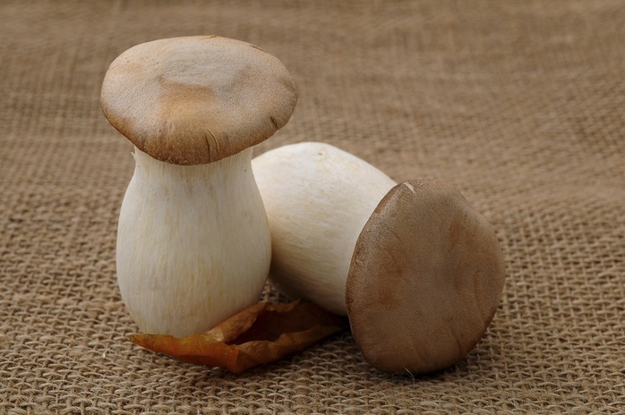 Two French horn mushrooms (Pleurotus eryngii)