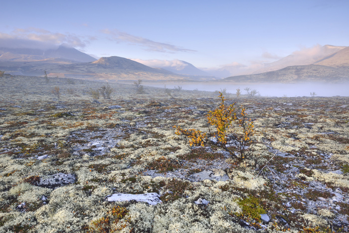 Downy Birch trees (Betula pubescens) and Reindeer Lichen (Cladonia rangiferina), fjell landscape with autumn fog, Rondane National Park, Norway, Europe