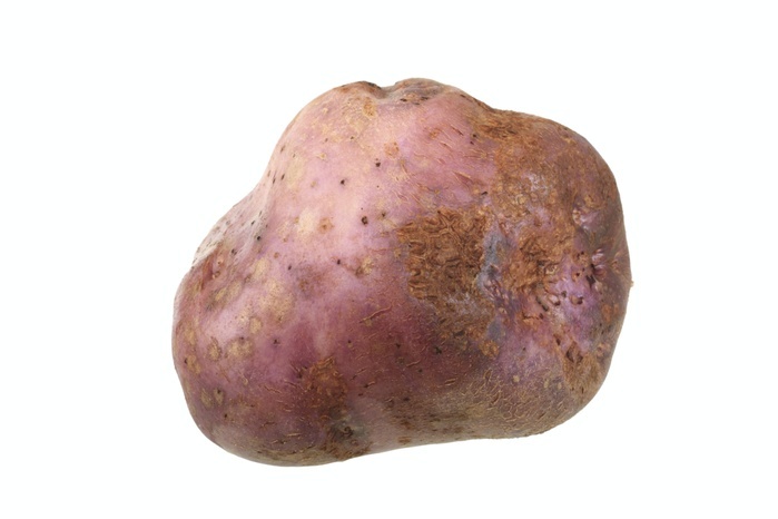 Potato, Skerry Blue variety