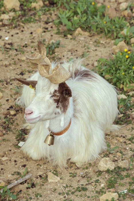 Girgentana goat (Capra aegagrus hircus), Agrigento, Sicily, Italy, Europe