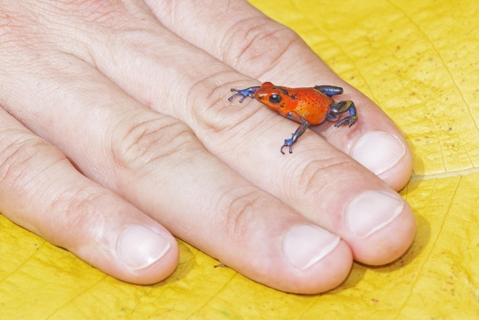 Blue jeans dart frog (Dendrobates pumilio) on hand, Costa Rica, Central America