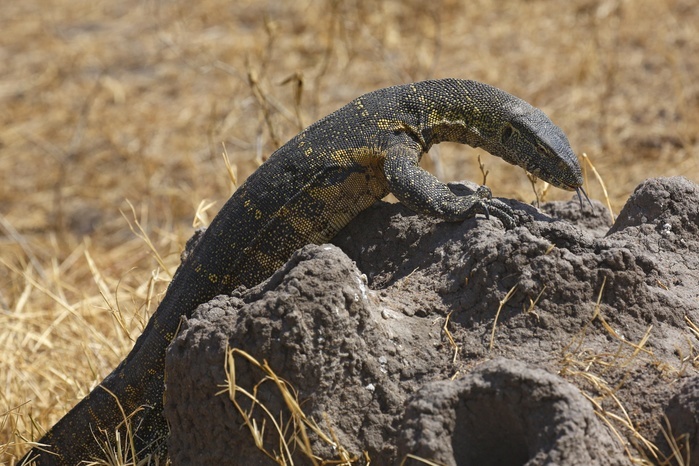 Nile monitor (Varanus niloticus), lizard, foraging, termite mound, Serengeti National Park, Tanzania, Africa