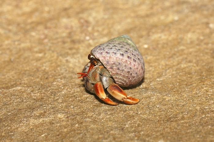 Hermit Crab (Paguroidea) in snail shell on the sandy beach, Sarawak, Borneo, Malaysia, Asia