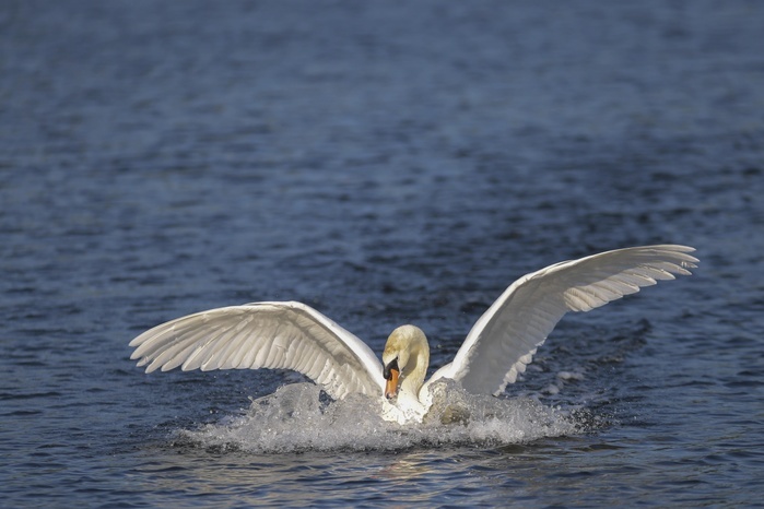 Mute swan (Cygnus olor) lands in water, Lake Kemnade, North Rhine-Westphalia, Germany, Europe