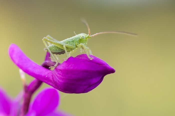 Speckled bush-cricket (Leptophyes punctatissima) on early purple orchid (Orchis mascula), Hesse, Germany, Europe