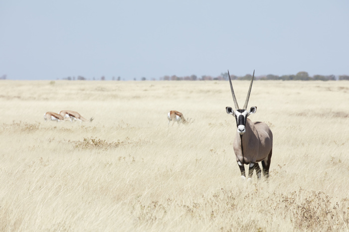A Gemsbok, gemsbuck, Oryx gazella with head raised, standing in grassland. A Gemsbok, gemsbuck, Oryx gazella with head raised, standing in grassland.