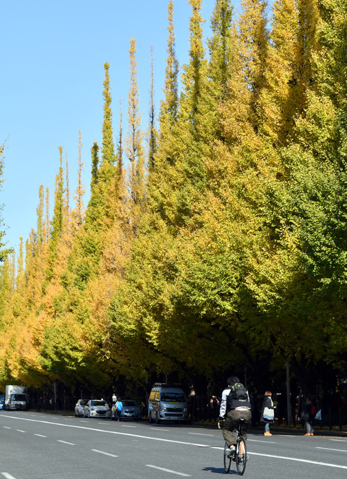 Ginkgo trees in Jingu Gaien, now is the best time to see them. November 17, 2017, Tokyo, Japan   Rows of trees with bright yellow ginkgo leaves strike brilliant contrast against the blue sky along the promenade The 300 meter tree lined street is one of the most The 300 meter tree lined street is one of the most beautiful places for the autumn foliage in the nation s capital.