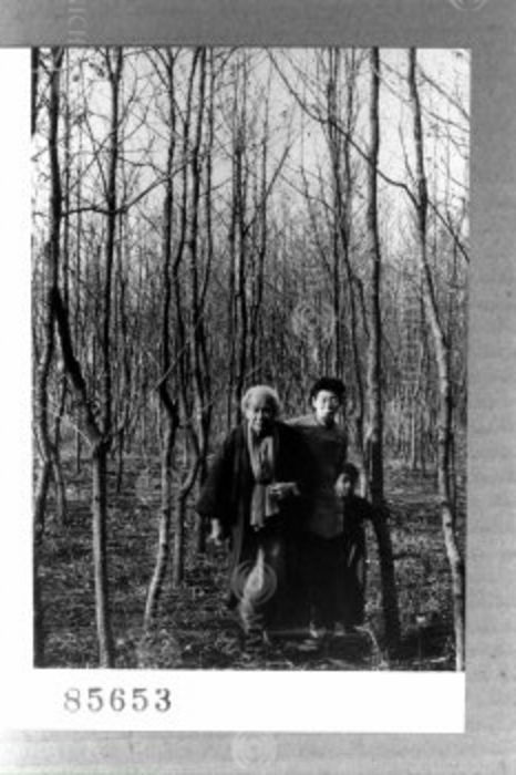 Tomitaro Makino  December 1951  Tomitaro Makino walking with his family in a forest in Musashino,  Photo by Mainichi Newspaper AFLO   2400 .