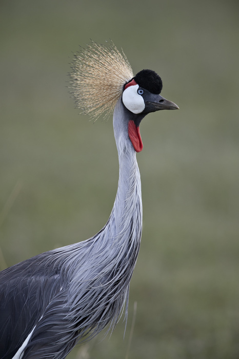 Grey Crowned Crane or Southern Crowned Crane  Balearica regulorum , Ngorongoro Crater, Tanzania Grey crowned crane  Southern crowned crane   Balearica regulorum , Ngorongoro Crater, Tanzania, East Africa, Africa, Photo by James Hager