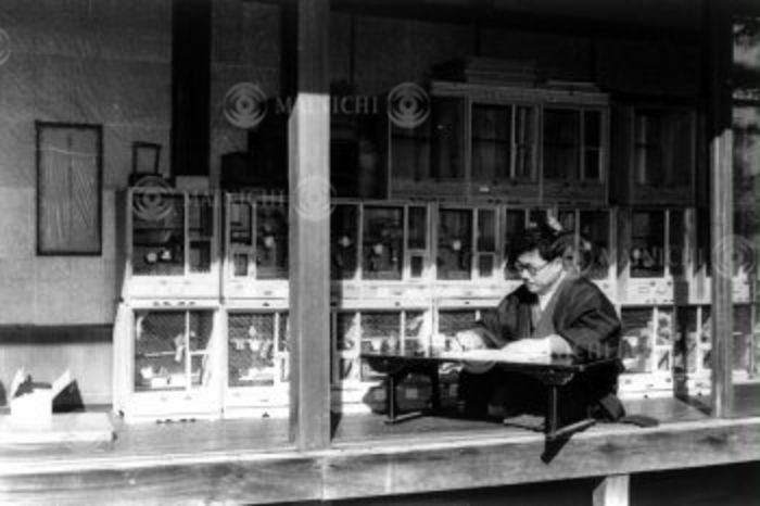 Kotaro Samukawa  February 14, 1950  Kotaro Samukawa at his desk in front of a canary for export,  Photo by Mainichi Newspaper AFLO   2400 .